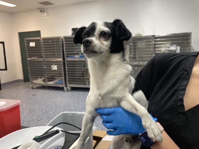 Oreo - Chihuahua