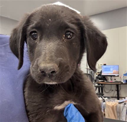 Teddy - Labrador Retriever