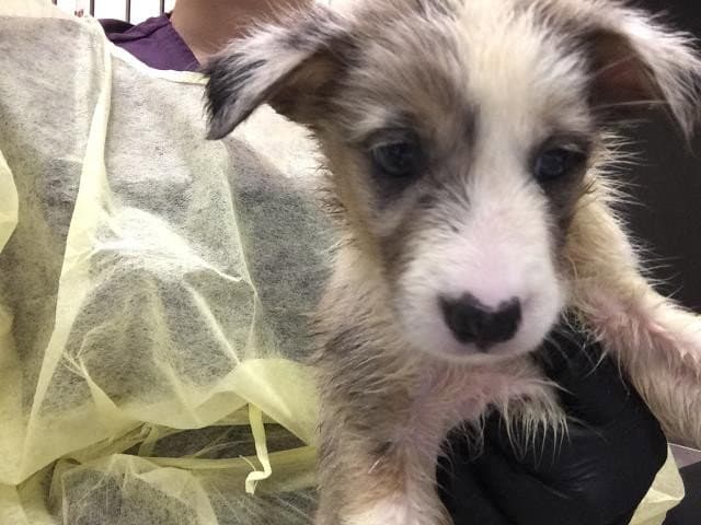 Ada - Australian Cattle Dog/Blue Heeler