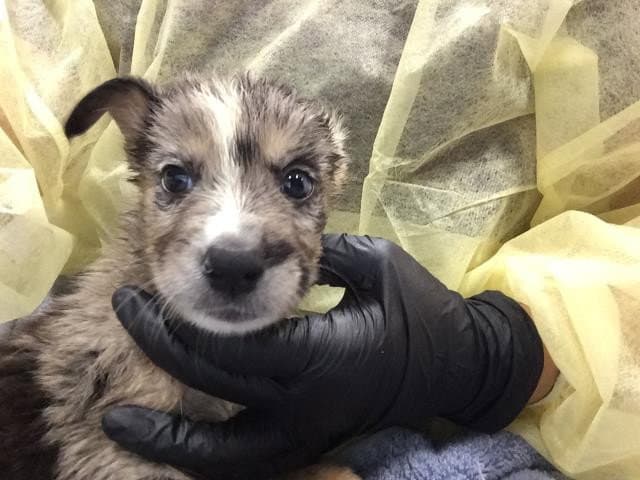 Fanta - Australian Cattle Dog/Blue Heeler