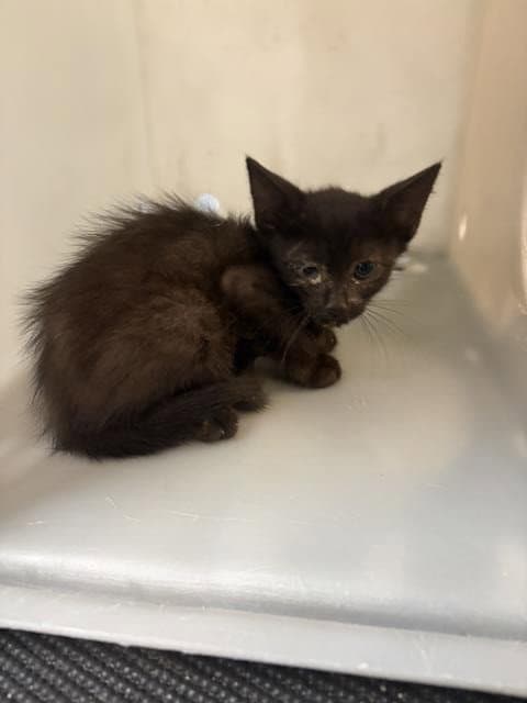Star - Domestic Short Hair