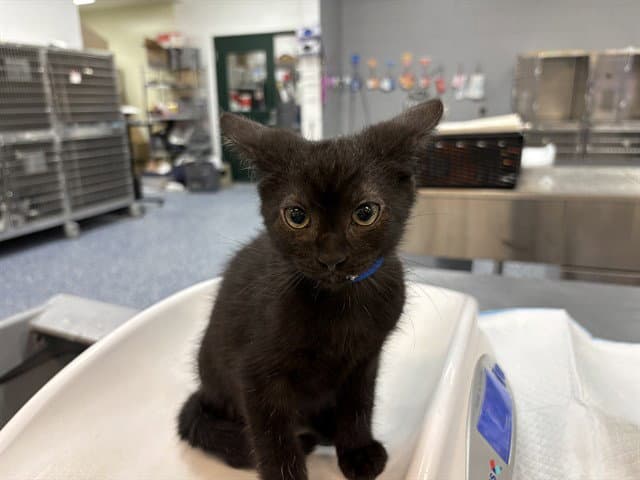 Unknown - Domestic Short Hair