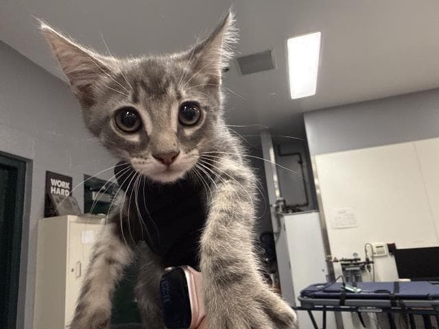 Unknown - Domestic Short Hair