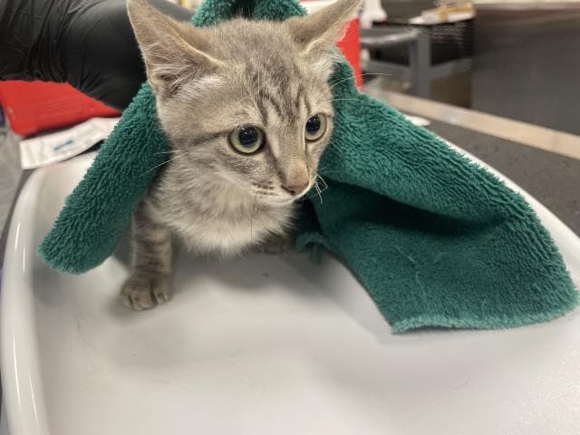 Unknown - Domestic Short Hair