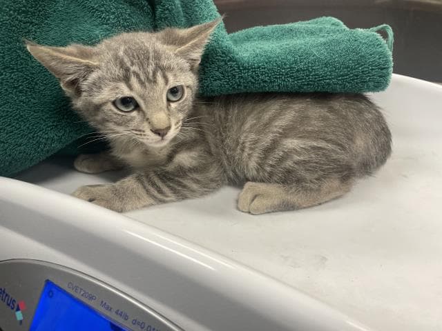 Unknown - Domestic Short Hair