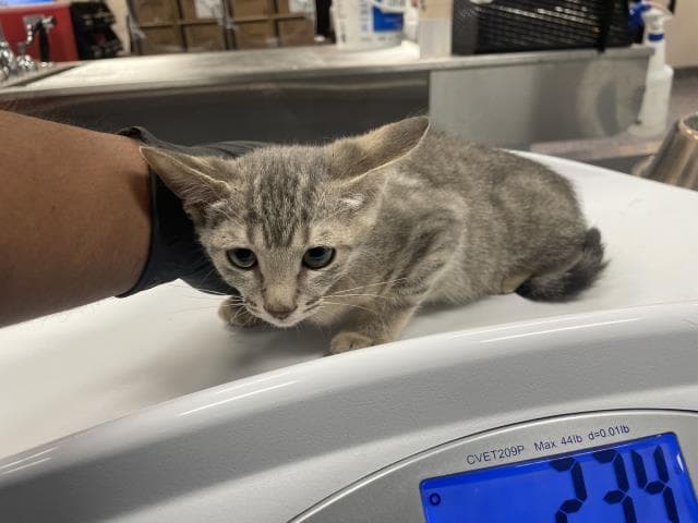 Unknown - Domestic Short Hair