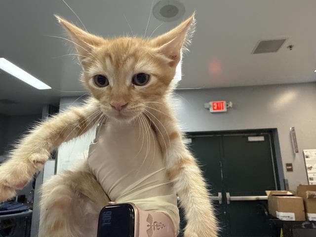 Unknown - Domestic Short Hair