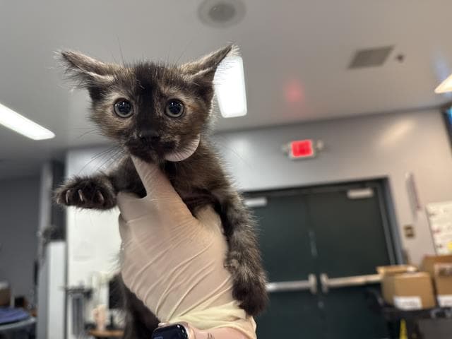 Unknown - Domestic Short Hair