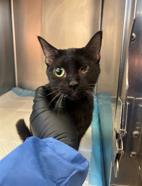 Unknown - Domestic Short Hair