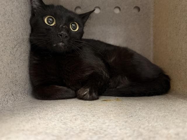 Unknown - Domestic Short Hair