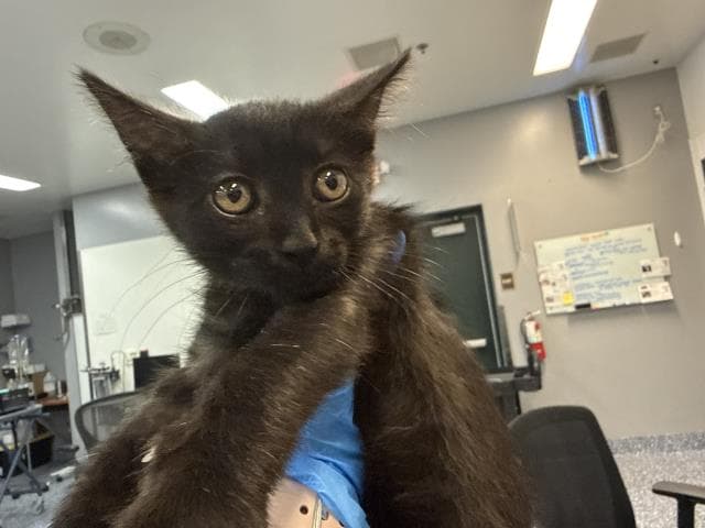 Paloma - Domestic Short Hair