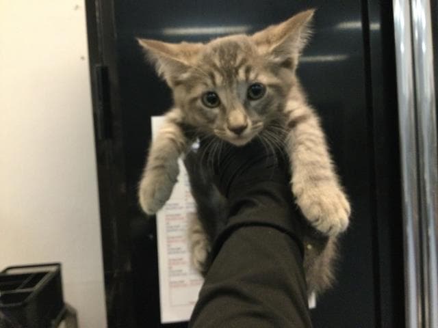 Drake - Domestic Short Hair