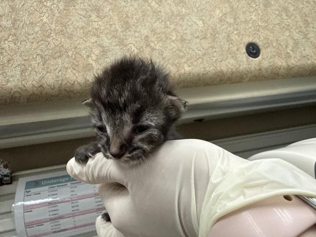 Unknown - Domestic Short Hair
