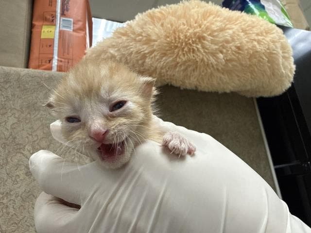 Unknown - Domestic Short Hair