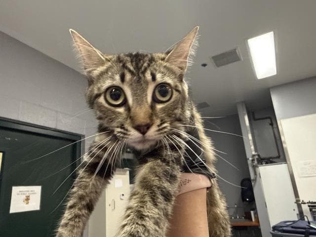 Unknown - Domestic Short Hair