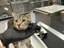 Lucy image 1
