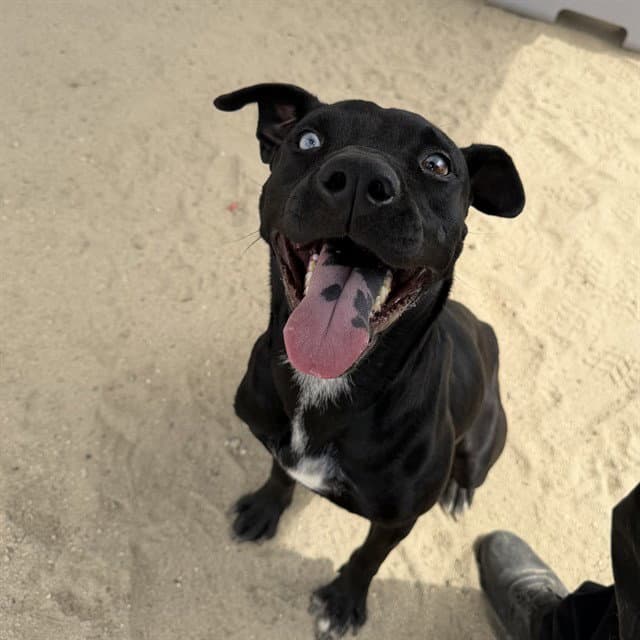 Unknown - Pit Bull Terrier