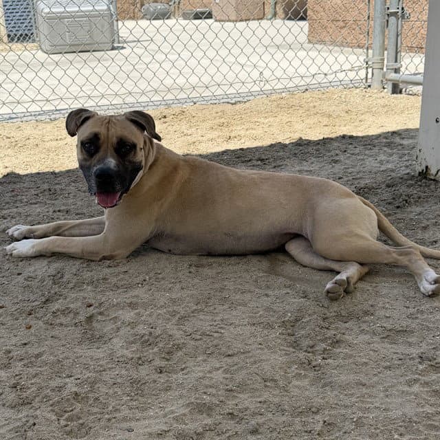 Athena - Pit Bull Terrier