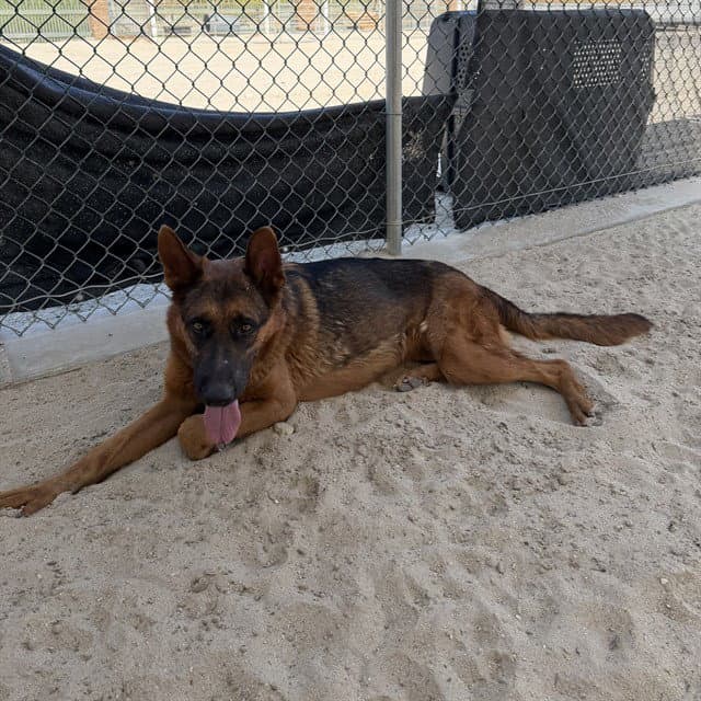 Cali - German Shepherd Dog
