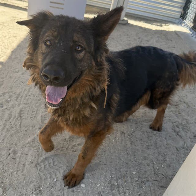 Unknown - German Shepherd Dog