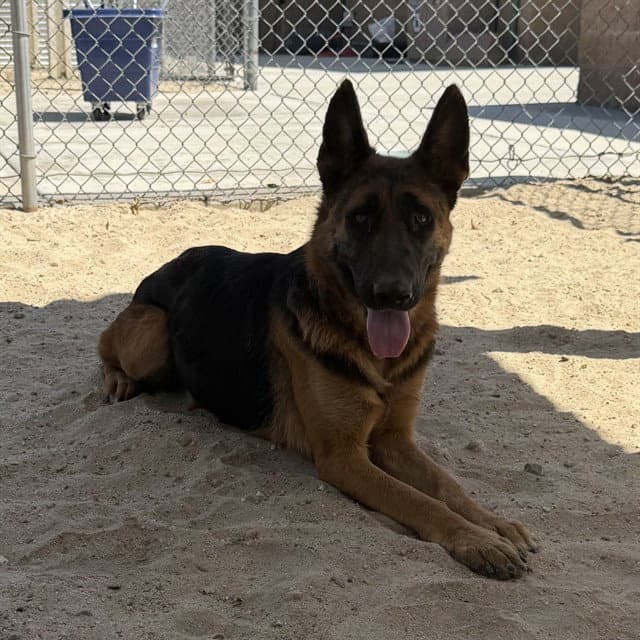 Unknown - German Shepherd Dog