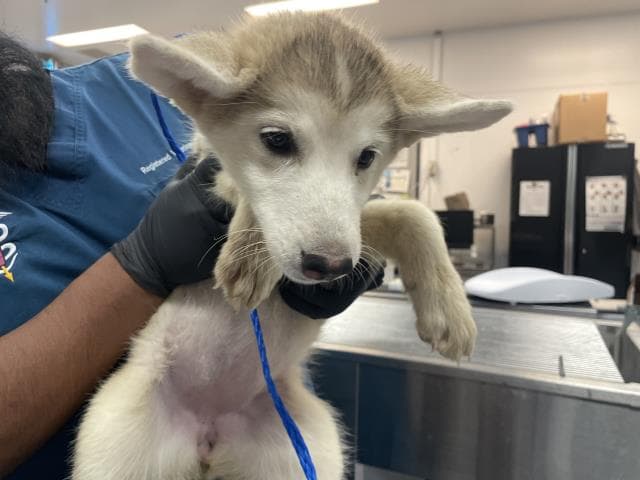 Unknown - Siberian Husky