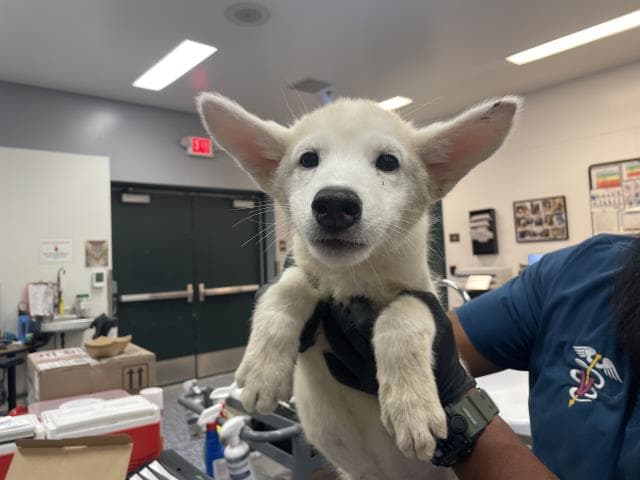 Unknown - Siberian Husky