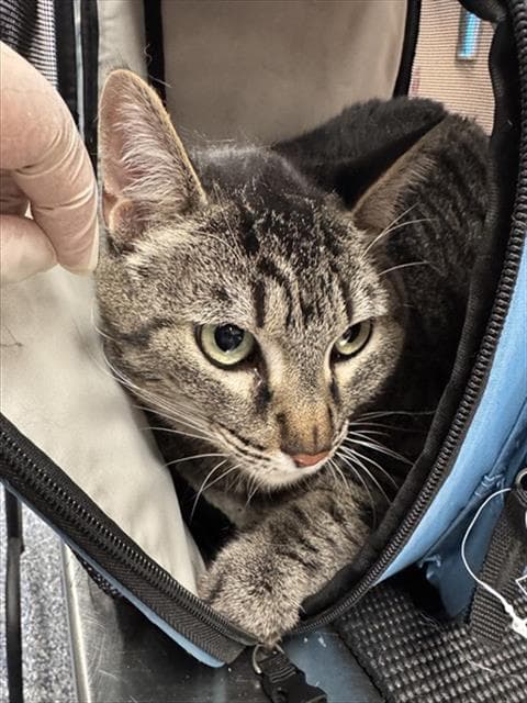 Polly - Domestic Short Hair