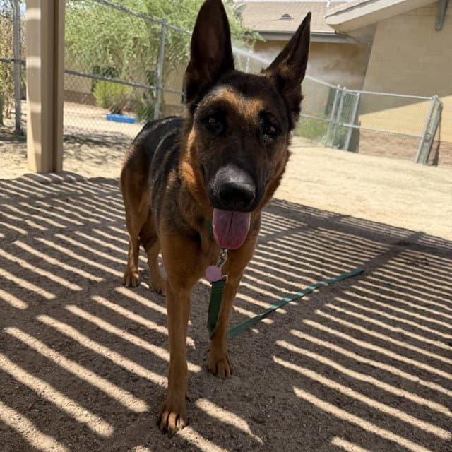Claire - German Shepherd Dog