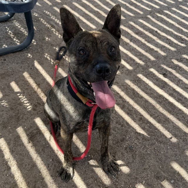 Ed - Pit Bull Terrier