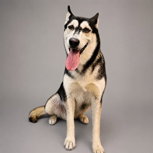 Sidney - Siberian Husky