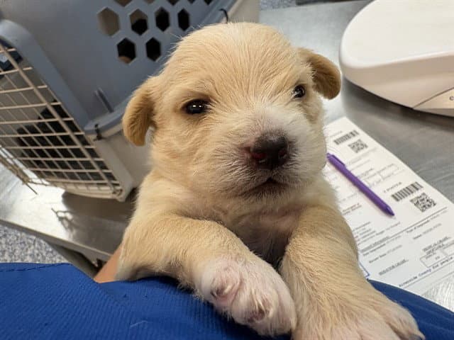 Leche - Terrier