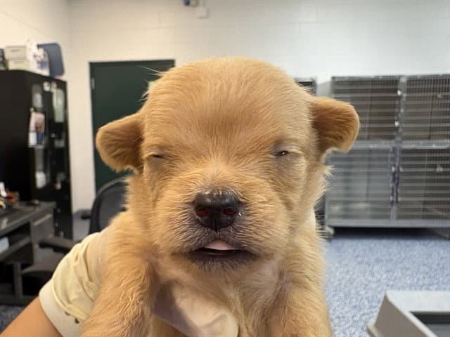 Millie - Terrier