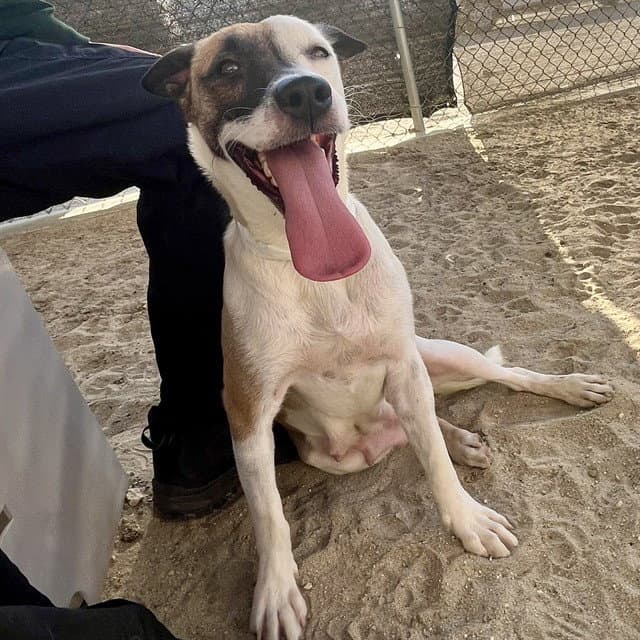 Pumpkin - Pit Bull Terrier