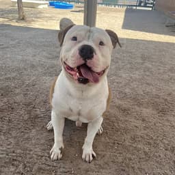 Canelo image 1