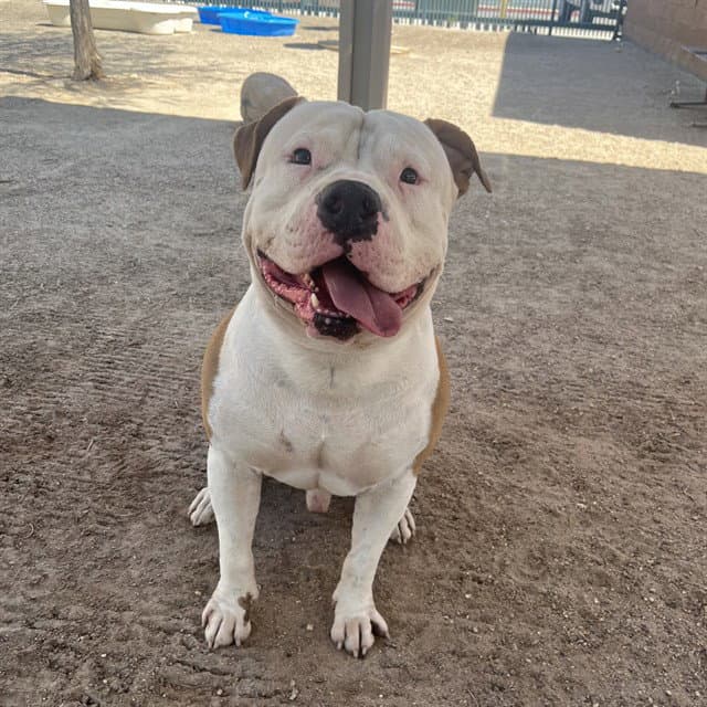 Canelo - Pit Bull Terrier