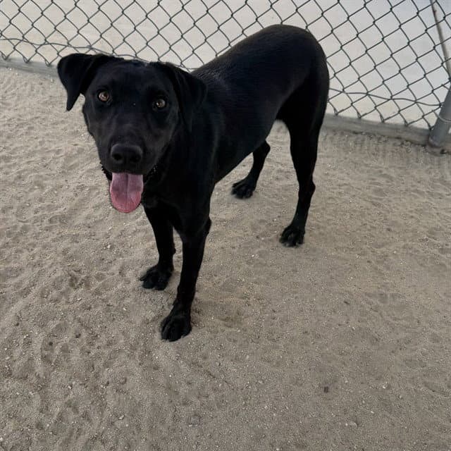 Maggie - Labrador Retriever