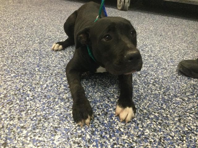 Billy - Pit Bull Terrier