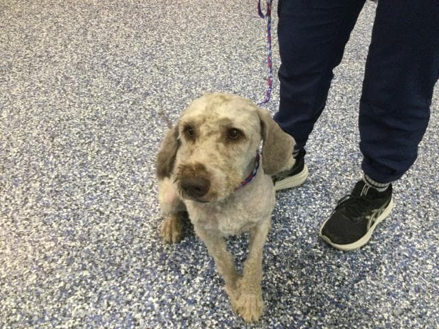 Sully - Terrier