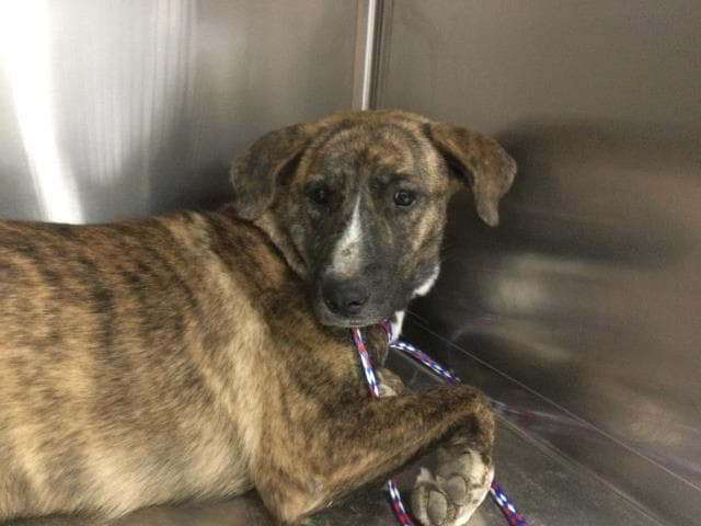 Kendra - Pit Bull Terrier