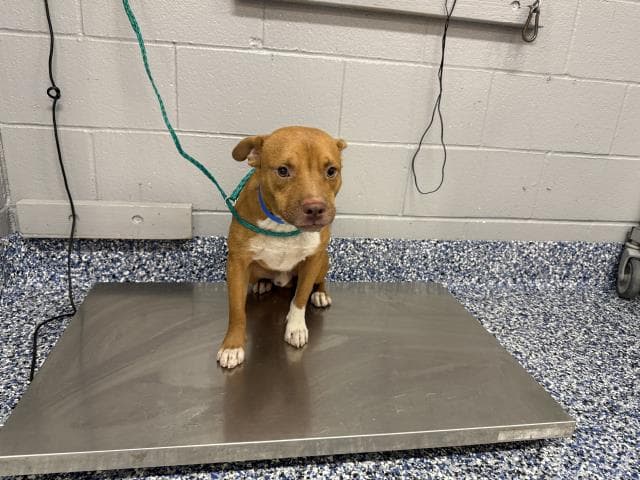 Unknown - Pit Bull Terrier