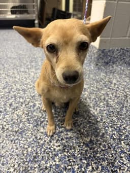Chula image 1