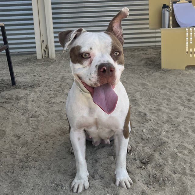 Betsy - Pit Bull Terrier