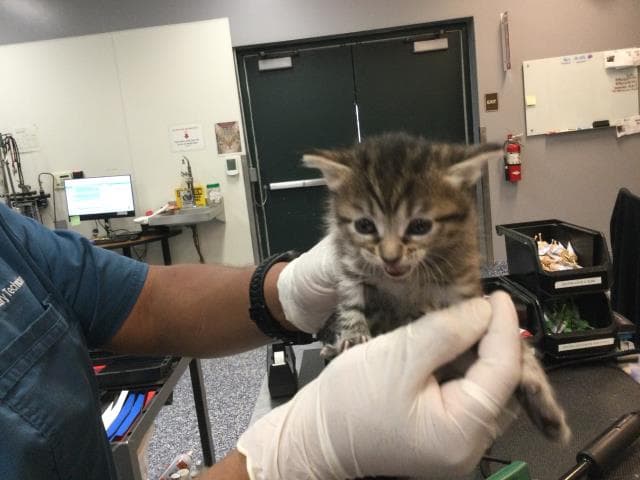 Unknown - Domestic Short Hair