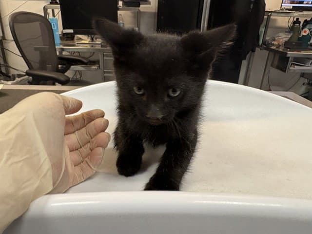 Obsidian - Domestic Short Hair