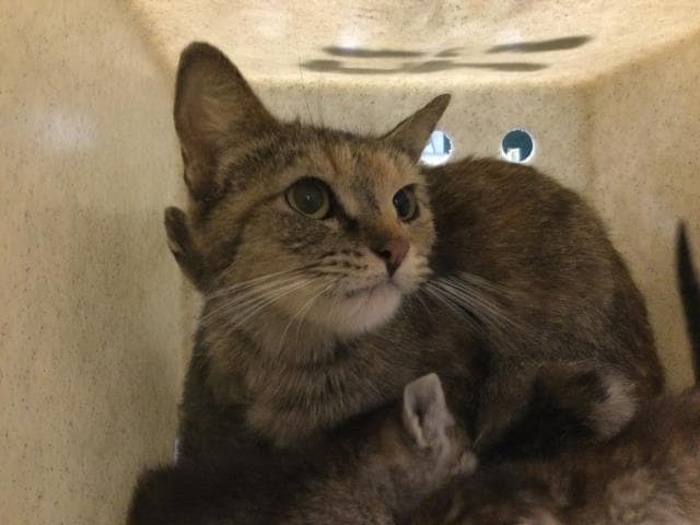 Breeze - Domestic Short Hair