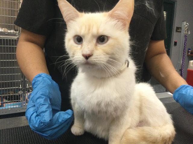 Remy - Domestic Short Hair