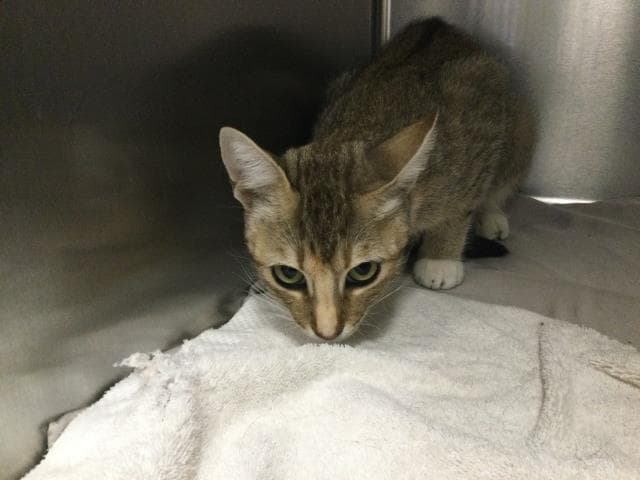 Baby Boo - Domestic Short Hair