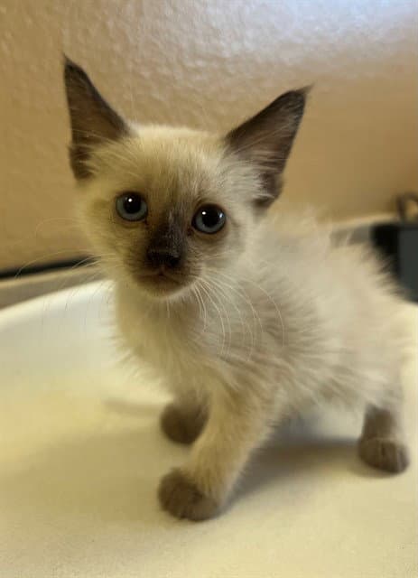 Unknown - Domestic Short Hair