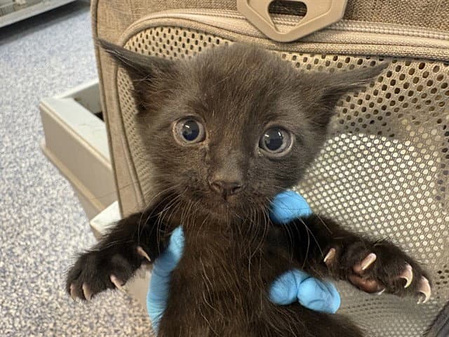 Unknown - Domestic Short Hair